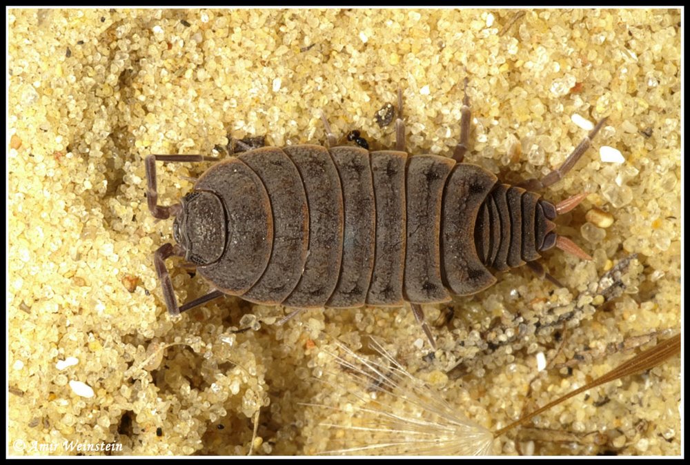 Isopoda d''Israele - Porcellionides pruinosus
